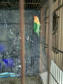 parblue Split Eno for sale and red Doves breeder pairs