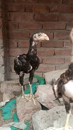 Qandhari parrot beak Aseel chicks 0