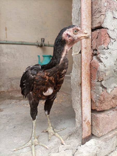 Qandhari parrot beak Aseel chicks 1