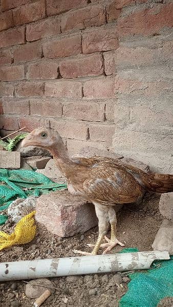 Qandhari parrot beak Aseel chicks 2