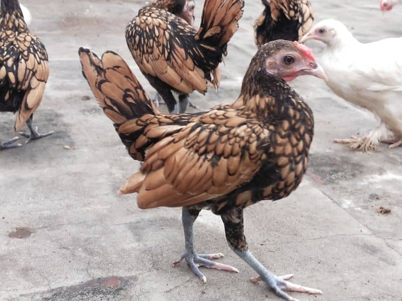 Golden Sebright chicken 1