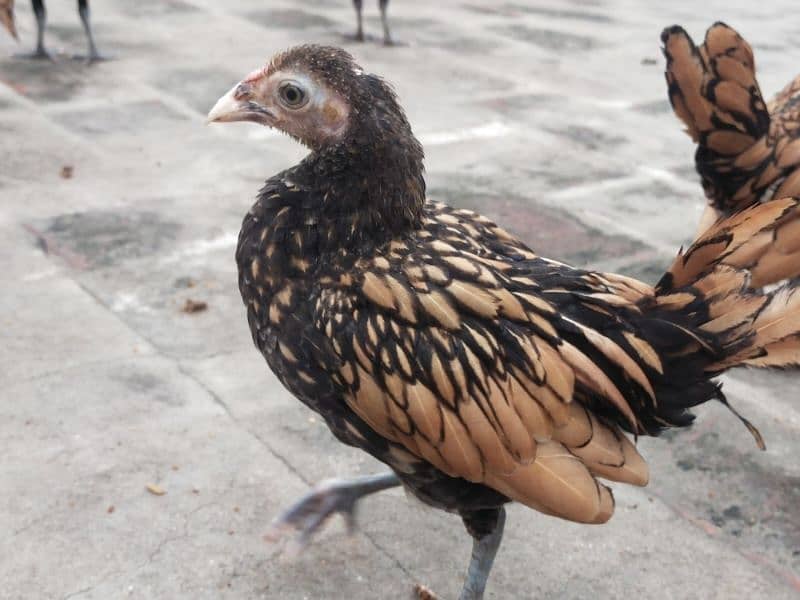 Golden Sebright chicken 2