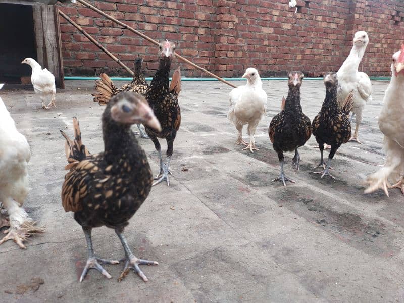 Golden Sebright chicken 7