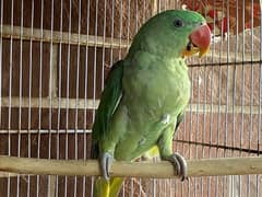 Raw parrot  (kashmiri pahari)