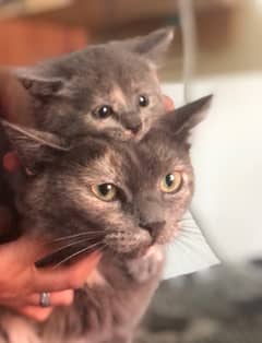 i am selling my cat age 1 month grey color