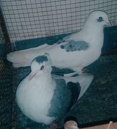 fancy pigeon