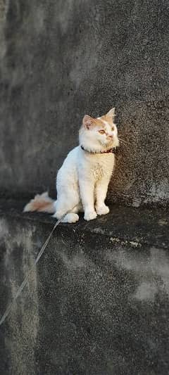 Urgent Sale Persian Cat