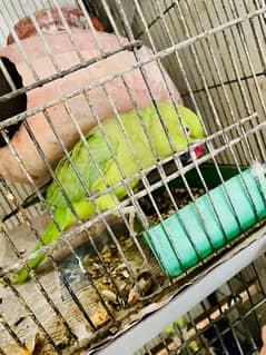 green ringneck female