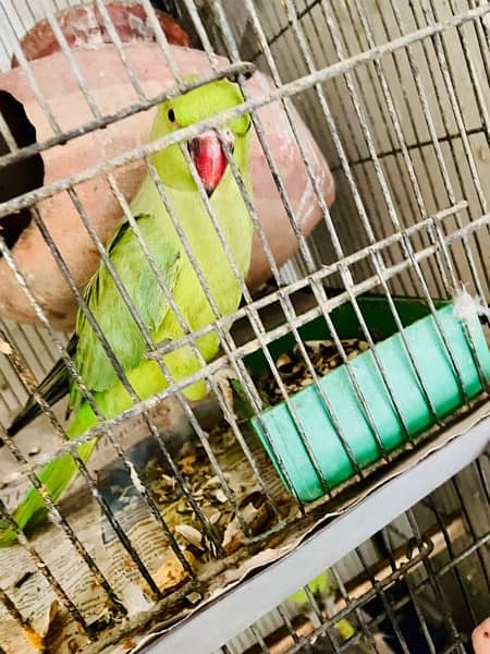 green ringneck female 2