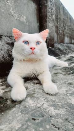 Male Vaccinated blue eyes Persian Cat for Sale. Highly trained.