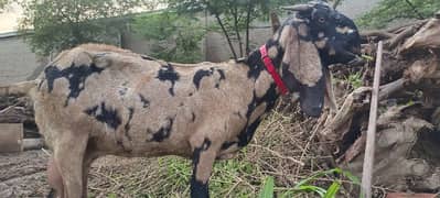 betal bakri for sale