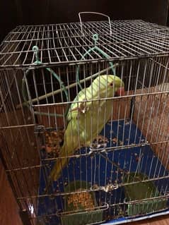 green parrot