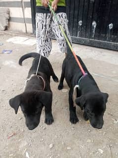 labra dog pair 3 month