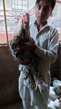 brahma chicken rooster (male)