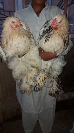 brahma chicken rooster (male)