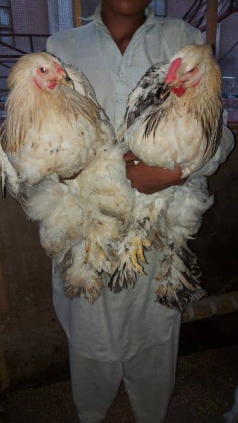 brahma chicken rooster (male) 1