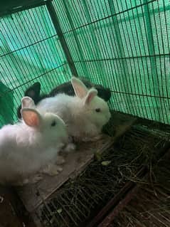 Lionhead Rabbits