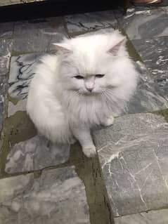 Persian cat / male cat / male Persian cat 0