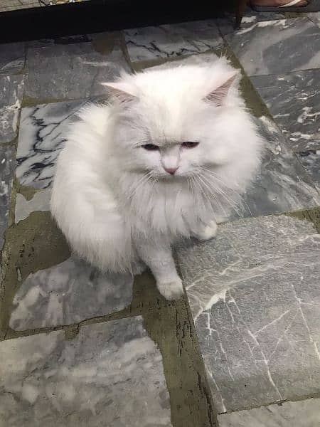 Persian cat / male cat / male Persian cat 0