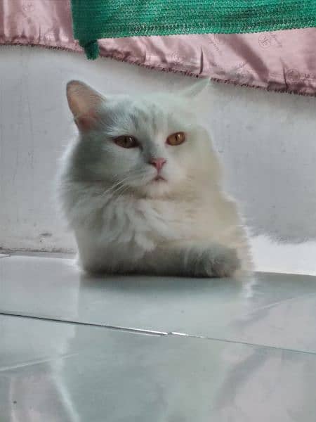 Persian cat / male cat / male Persian cat 1