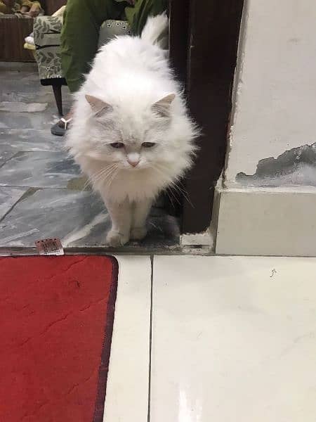 Persian cat / male cat / male Persian cat 2