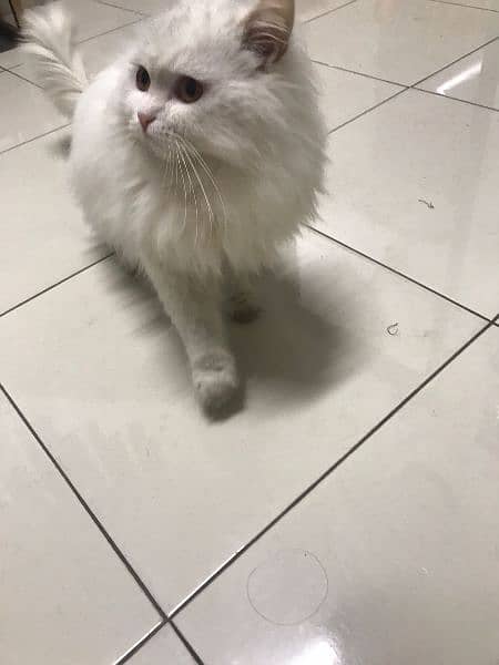 Persian cat / male cat / male Persian cat 3