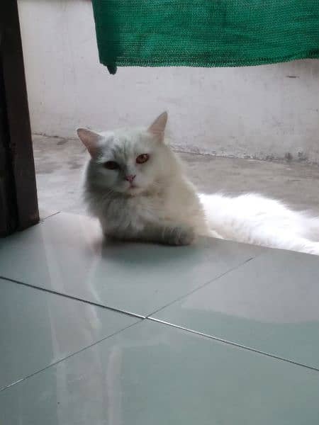 Persian cat / male cat / male Persian cat 7