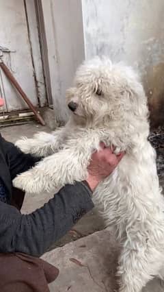 Male poodle For Sale