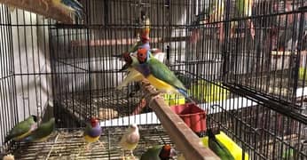 Gouldian Finches Breeder Pair