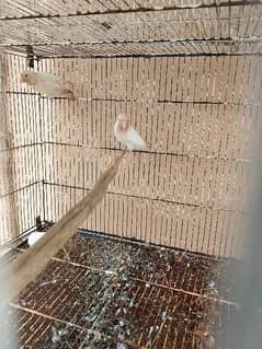 Albino black Eyes & Love bird confirm pairs