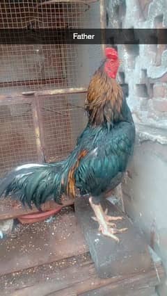 urgent sale aseel and thai mushka cross chicks whtsapp 03054849708