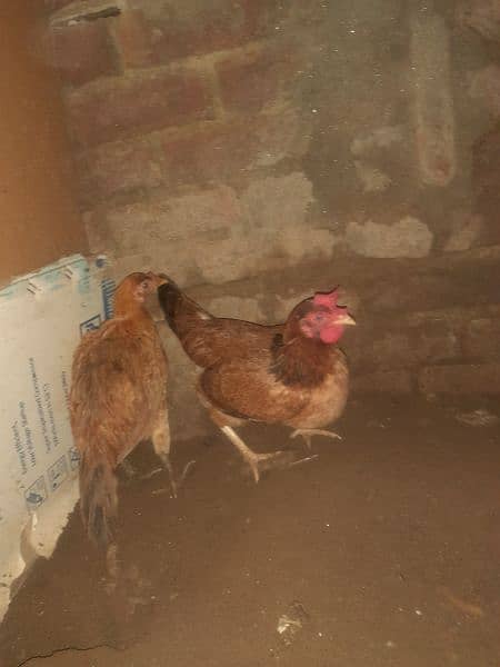 pure desi hens eggs lying 2