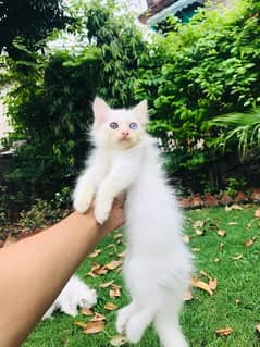 triple coat persian kitten 0