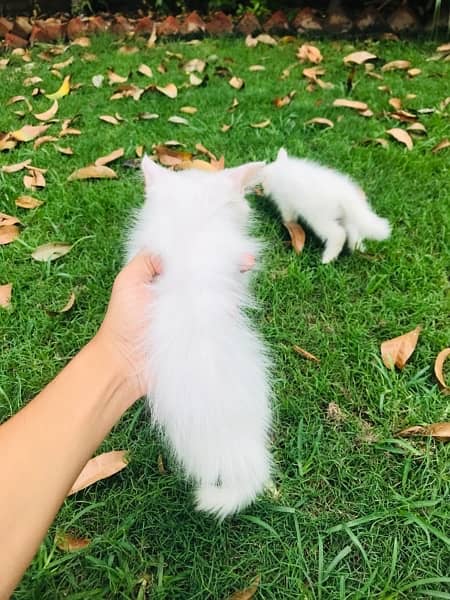 triple coat persian kitten 2