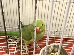 Parrot green