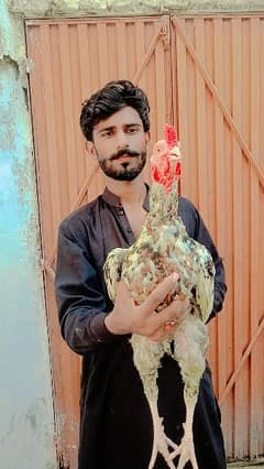 arslan malik