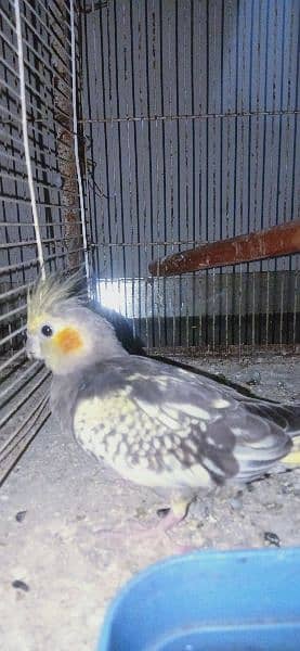 cocktiel 3