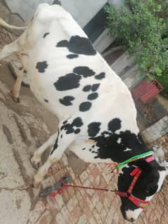 Buffalo / Friezan / dasi cow / بھینس /cow for sale