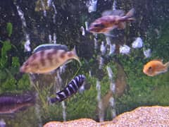 cichlids