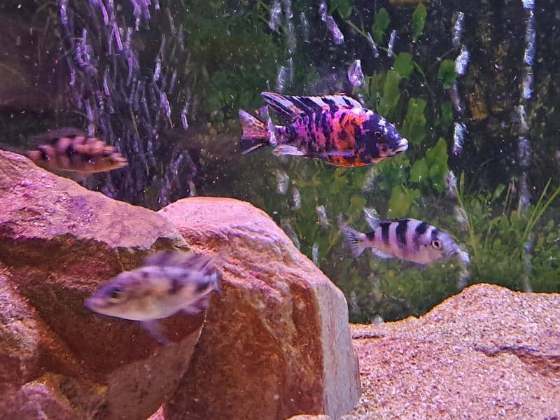 cichlids 4