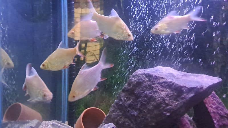 cichlids 5