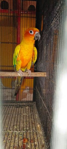 Conure 1