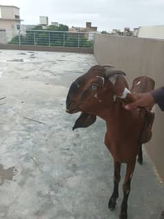 Betal Punjab bakri for sale