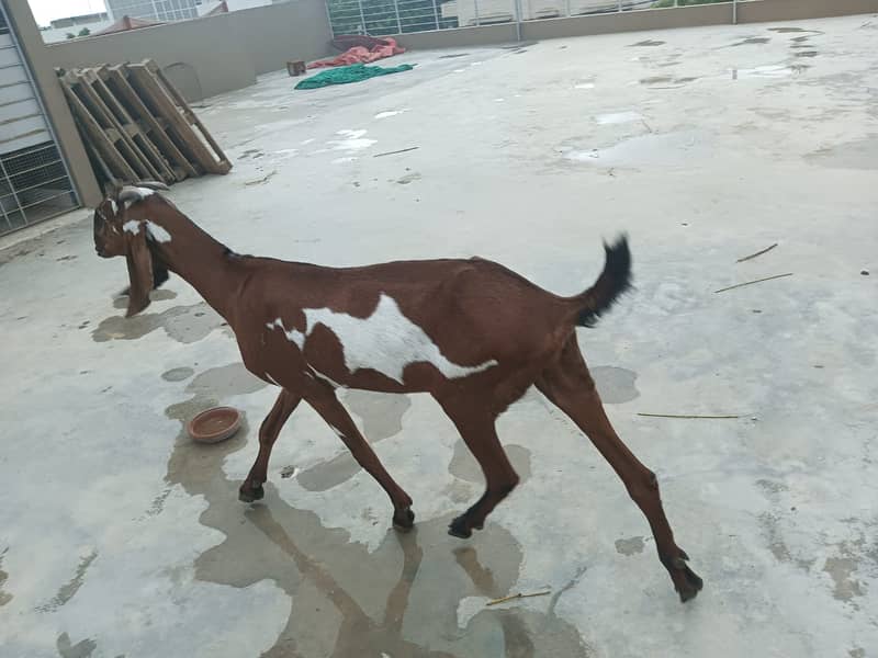 Betal Punjab bakri for sale 1