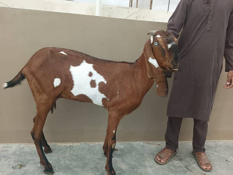 Betal Punjab bakri for sale 5