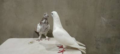 Sell the most precious and Hunter pigeon