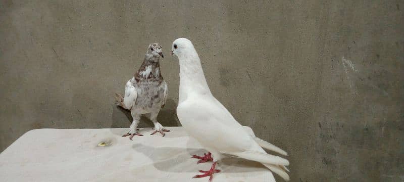 Sell the most precious and Hunter pigeon 0