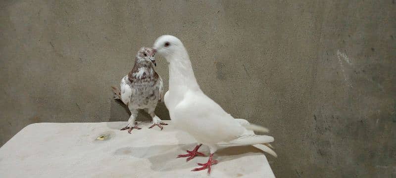 Sell the most precious and Hunter pigeon 1