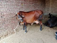 sale of cow