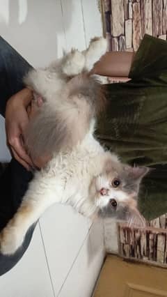 persian triple Cote male feamle for sale